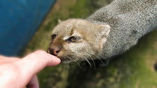 Rescued jaguarundi wants to be friends [upl. by Anaher202]