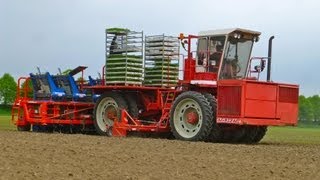 Ferrari Futura Twin 12 Row Automatic planter  Knolselderij Planting Celeriac  Loonbedrijf Lokers [upl. by Santos988]