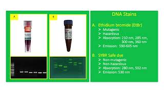 DNA Stains [upl. by Danyette]