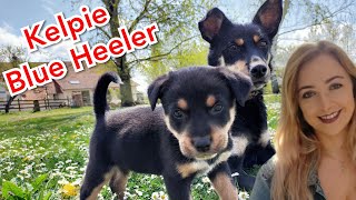 OUR PUPS ARE OUT Kelpie Blue Heeler cross [upl. by Og746]