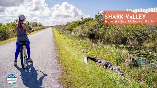 How to Visit Shark Valley in Everglades National Park Florida [upl. by Allesor]