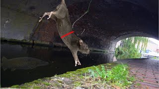 Using Real RATS as BAIT In a City Canal [upl. by Llirrehs]