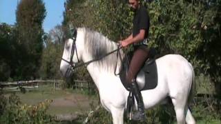 Equitazione Classica Dressage  Francesco Vedani  Uso delle redini  il filetto [upl. by Oah]