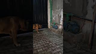 ماستيف هب مصر  Mastiff Hub Egypt  Boerboel [upl. by Avid]