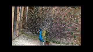 Beautiful Peacocks MatingUp Close and Real Personal [upl. by Edmonda243]