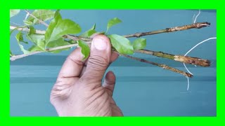 How To Grow Duranta Plant From Cuttings In Water Duranta Propagation in Water [upl. by Goines352]