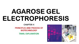 Agarose gel electrophoresisChapter 4BotanyTamil explanation [upl. by Nolat]