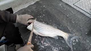 The Secret To Filleting Striped Bass Without Damaging Your Knife [upl. by Kelda]