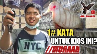 KIOS BAJANG SIGITSELALU STOCK BARU DAN SELALU MURAHPASAR BURUNG PRAMUKA [upl. by Olenka]