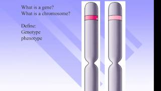 Genes Alleles Genotypes and Phenotypes [upl. by Zingg]