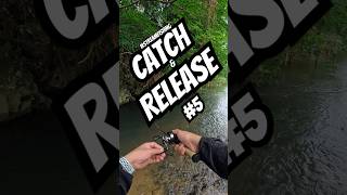 Catch amp release 5 [upl. by Assanav]