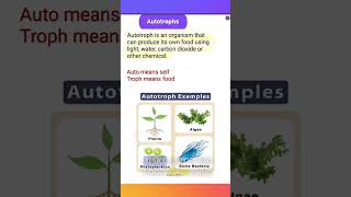 Autotroph Definition  biology science icse [upl. by Meneau]