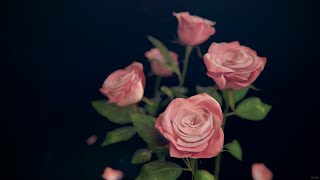 Rose day music video [upl. by Erait]