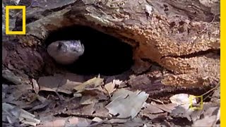 Cobra vs Monitor Lizard  National Geographic [upl. by Ahsakat473]