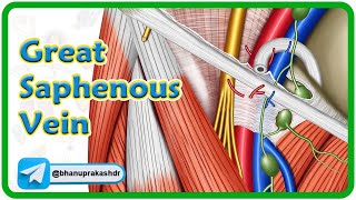 Great saphenous vein Anatomy animation  Location Course Tributaries and Drainage  USMLE Review [upl. by Anisirhc]