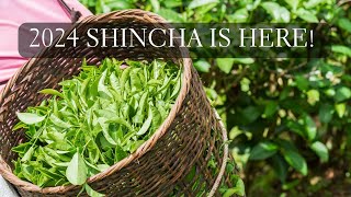 Shincha 2024 is Now Here Try Fresh Shincha Green Tea 新茶 [upl. by Enorej]