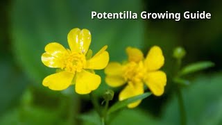 Potentilla Growing Guide by GardenersHQ [upl. by Woods14]