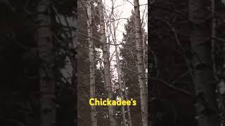 Chickadees explorethebeautyofnature [upl. by Legnaesoj]