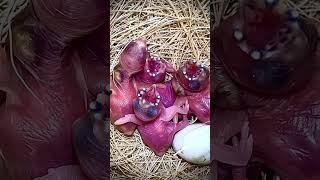 NOT AI Mutation gouldian finch chicks close up  baby bird bird birds [upl. by Rayford]