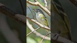 Blue Headed Vireo Song Video Solitary Vireo Nature Sounds [upl. by Nnahgem184]