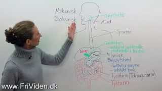 Biologi Fordøjelsessystemet [upl. by Nerahs]