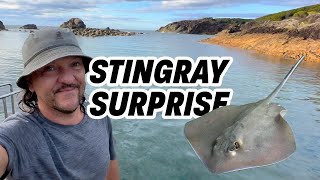 Stingray Surprise [upl. by Doone580]