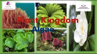 quotPLANT KINGDOM quotAlgae Class 11th biology [upl. by Tarrah]