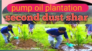 How to Cultivate Oil Palm  Maintenance  oil pump plantation second dust sharytfamily [upl. by Artekal]