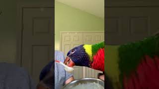 Feeding baby Lorikeet his nectar food 🥰 petbirds lorikeet [upl. by Neicul]