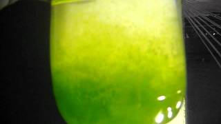 Growing Algae Strain Nannochloropsis Oculata2 [upl. by Iralav59]