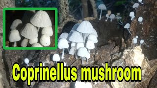 Coprinellus mushroom [upl. by Hebrew]