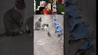 Kucing pada gak suka tikus youtubeshorts reactionvidio reactionvidiolucu kucing [upl. by Kamin]