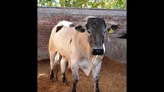 JARIPEO ZIRAHUEN 2016 TOROS DE SELECCION MICHOACANA ¡¡LOS MOUSTROS SAGRADOS [upl. by Dorothy]