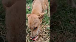 Wild Dogo Enjoys Treat [upl. by Oyam]