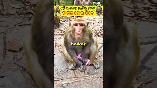 🐒ଚତୁର ମାଙ୍କଡ଼ 😯😳  fact in odia fact animals amazingfacts viralshort monkey shorts [upl. by Courtenay]