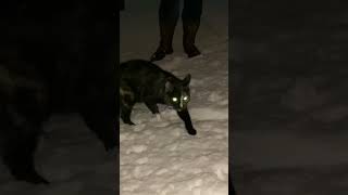 Torty Cat Penelopes Shocking Snow Experience [upl. by Weld]