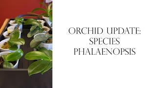 Orchid Update Species Phalaenopsis [upl. by Vaden]