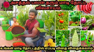 மாடி தோட்டம் எப்படி விதை விதைப்பது  RK PATTARAI Garden TouR  Maadi Thottam  Terrace Garden [upl. by Avivah]