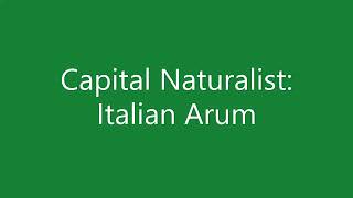 Capital Naturalist Italian Arum [upl. by Nyraa]