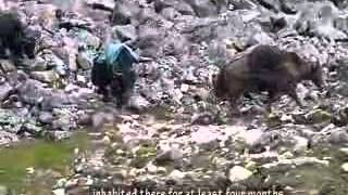 Life of Yak Bhutanese Herders [upl. by Etnoj]