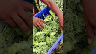 🥦 Broccoli farming ki polio houseshrots broccoli indianfarmer viralreels short indianfarmer [upl. by Aekim]