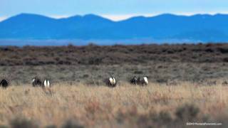 Take a trip to Montana with photographer Craig W Hergert on the American Serengeti [upl. by Assiluy]