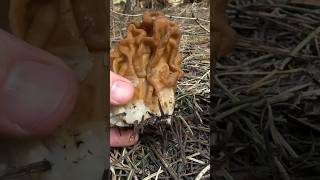 Mushroom ASMR Tapping Crunch Slicing Gyromitra monatana aka the Snow Bank “Morel” [upl. by Vivl]