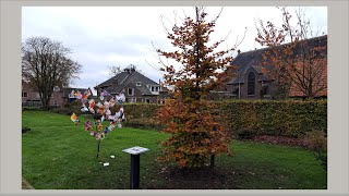 IVN Bergeijk Eersel plant een jubileumboom in Steensel [upl. by Ainod]