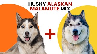 Husky Alaskan Malamute Mix AKA Alusky [upl. by Notsew677]