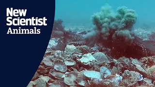 Female octopuses intentionally throw debris at harassing males [upl. by Lindsley]