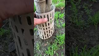 See plastic guard amp tree well keep this pin oak safe landscaper treecare tree lawncare [upl. by Thin]