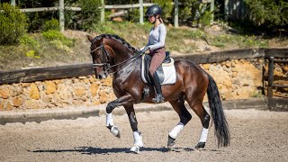 SOLD Sportive 167m Lusitano suitable for amateur riders REF666 [upl. by Assetal382]