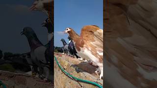 Kabotar Bazi Video ❤️💫 youtube pigeon birds love shorts trend whatsappstatus newsong [upl. by Lustick]