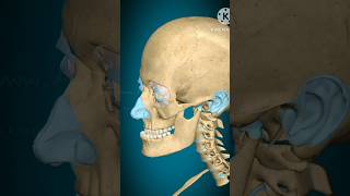 Temporomandibular joint Elevation Depressionprotraction and Retraction 3D animation shortsviral [upl. by Amikay]